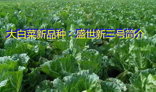 大白菜新品种：盛世新三号简介