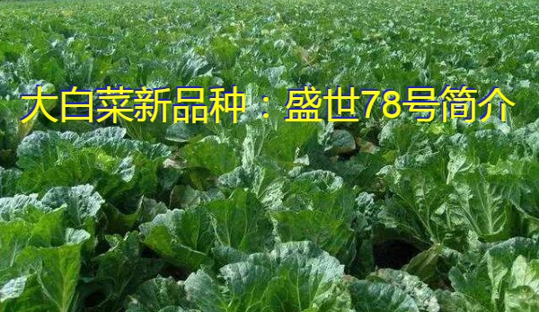 大白菜新品种：盛世78号简介
