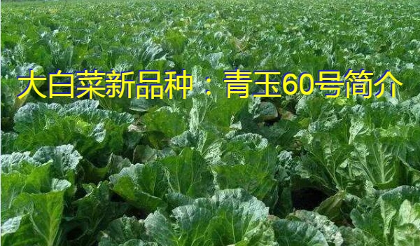 大白菜新品种：青玉60号简介