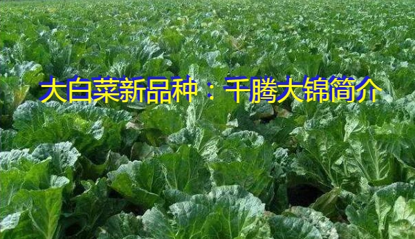 大白菜新品种：千腾大锦简介