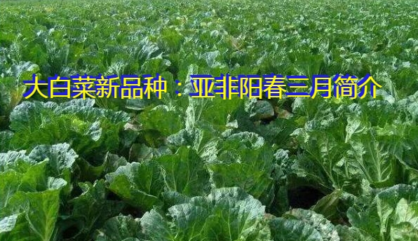 大白菜新品种：亚非阳春三月简介