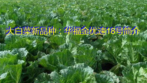 大白菜新品种：华福金优速18号简介