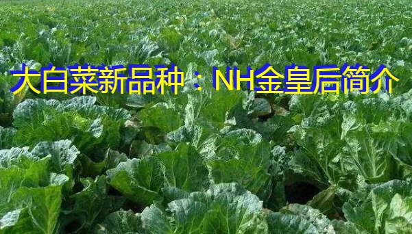 大白菜新品种：NH金皇后简介