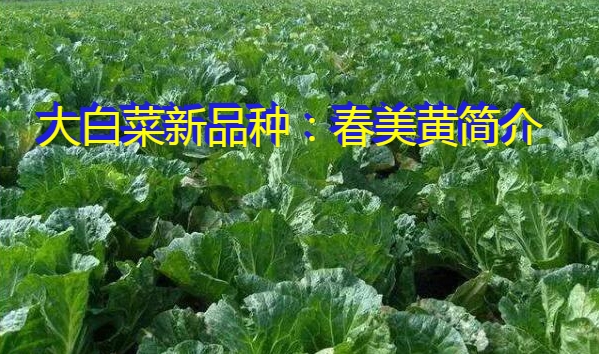 大白菜新品种：春美黄简介