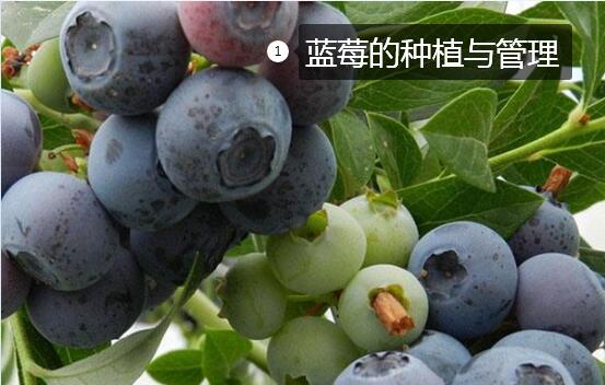 蓝莓的种植与管理图1