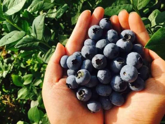 蓝莓的种植与管理图5