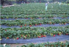 草莓怎么种植？传统露地栽培草莓的技术...
