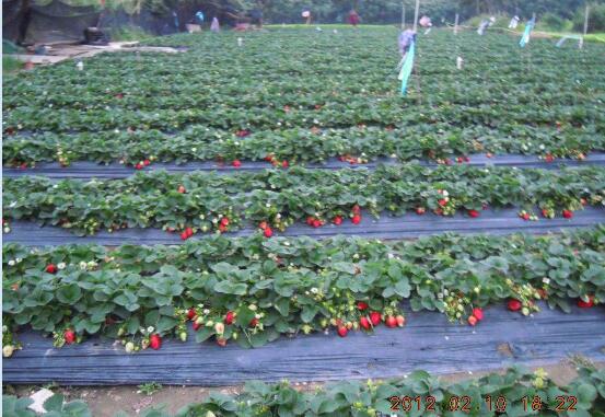 草莓怎么种植图1