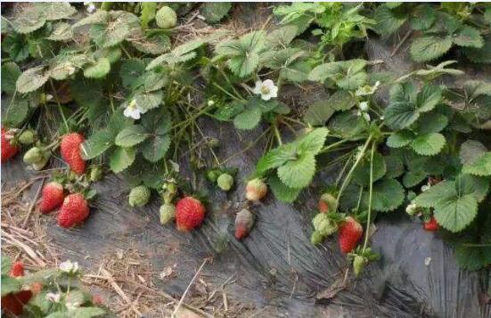 草莓怎么种植图