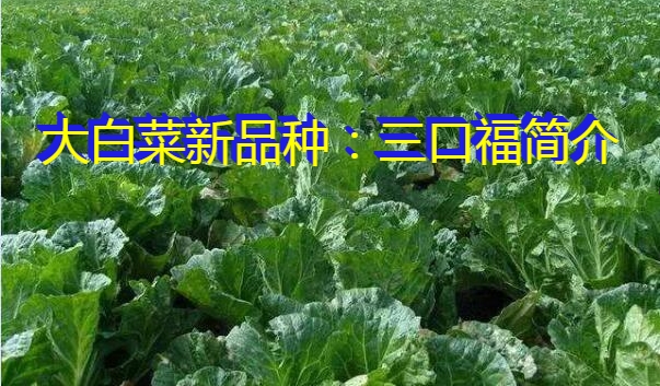 大白菜新品种：三口福简介