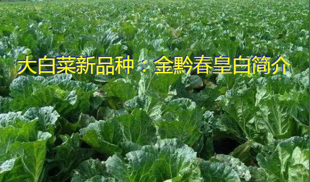 大白菜新品种：金黔春皇白简介