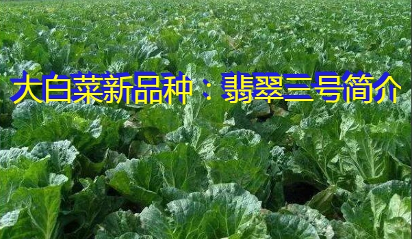 大白菜新品种:翡翠三号简介