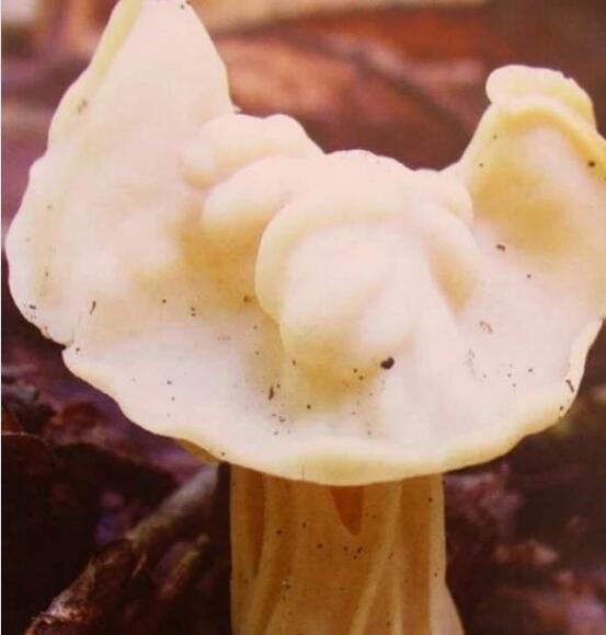 蘑菇品种图13