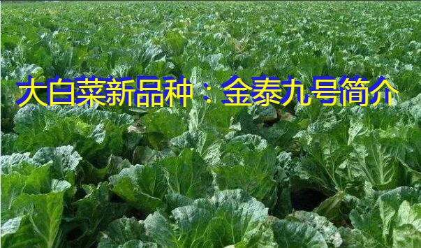 大白菜新品种：金泰九号简介