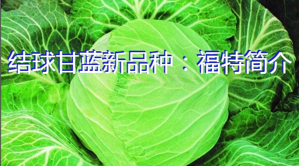 结球甘蓝新品种：福特简介
