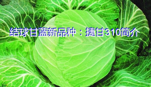结球甘蓝新品种：捷甘310简介