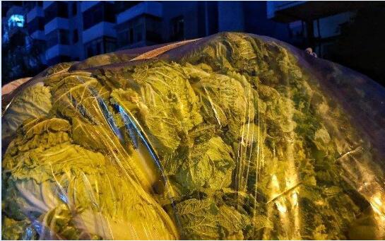 大白菜怎么保存?大白菜贮藏保鲜技术流程分享!