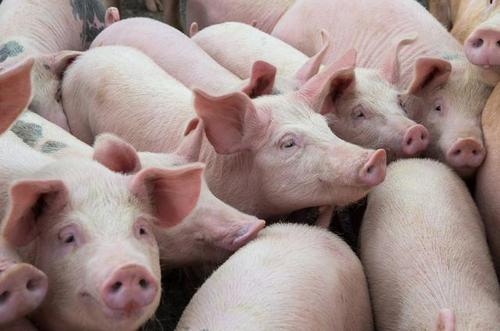 2020年12月11日生猪价格行情、今日各种生猪多少钱一斤？