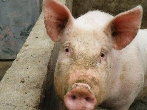 2020年12月11日生猪价格行情、今日各种生猪多少钱一斤？