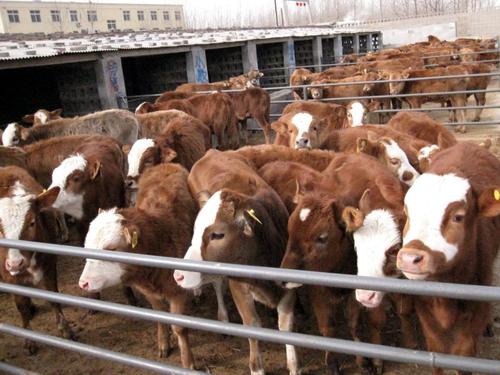 2020年12月12日肉牛价格行情、今日肉牛多少钱一头?