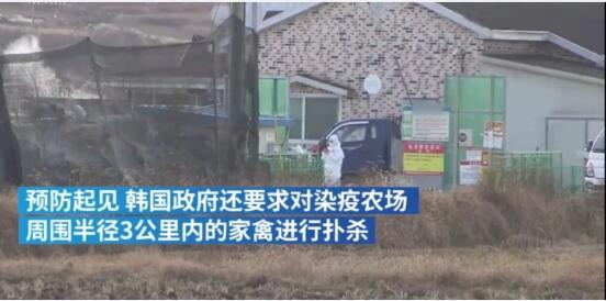 韩国扑杀440多万只家禽!两个月近10例高致病性禽流感样本!