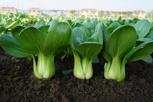 2020年12月27日青梗菜价格行情、今日青梗菜多少钱一斤？
