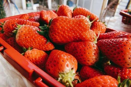 2020年12月30日奶油草莓价格行情、今日奶油草莓多少钱一斤?