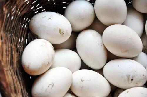 2020年12月31日种鸽蛋价格行情、今日种鸽蛋多少钱一个？