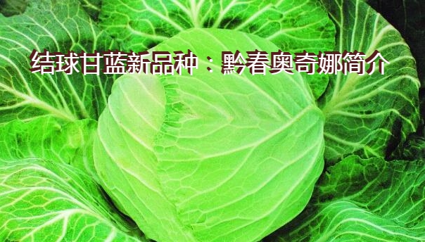 结球甘蓝新品种：黔春奥奇娜简介