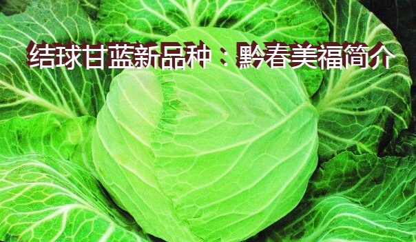 结球甘蓝新品种：黔春美福简介