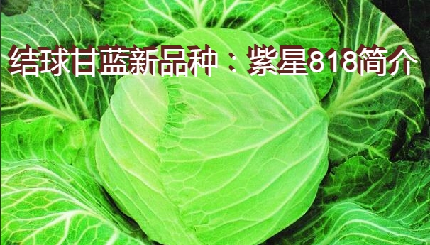 结球甘蓝新品种：紫星818简介