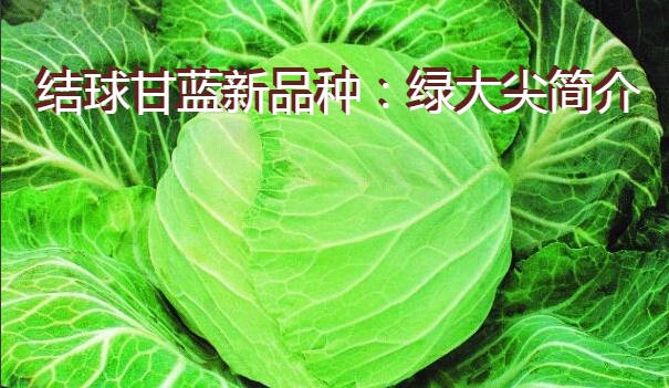 结球甘蓝新品种：绿大尖简介