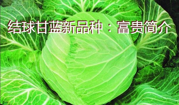 结球甘蓝新品种：富贵简介