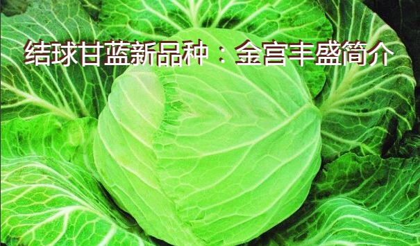 结球甘蓝新品种：金宫丰盛简介