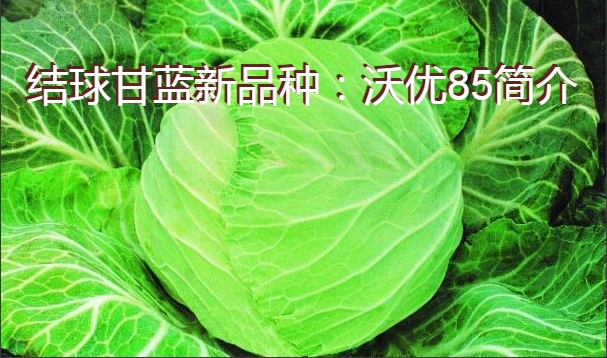 结球甘蓝新品种：沃优85简介