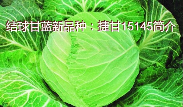 结球甘蓝新品种：捷甘15145简介