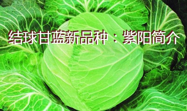 结球甘蓝新品种：紫阳简介