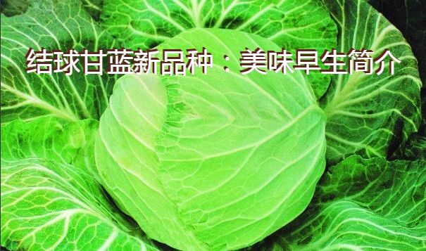 结球甘蓝新品种：美味早生简介