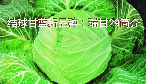 结球甘蓝新品种：瑞甘29简介