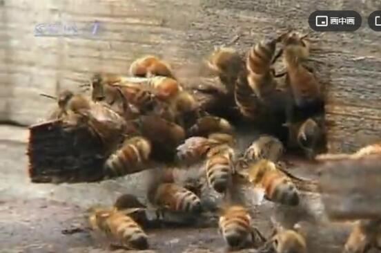 农广天地蜜蜂的养殖技术图2