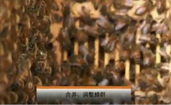 农广天地蜜蜂的养殖技术图3