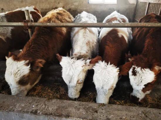 桦甸市肉牛产业发展纪实，肉牛饲养量达到15.4万头！