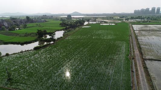 数字技术赋能“芜湖大米”生产示范基地