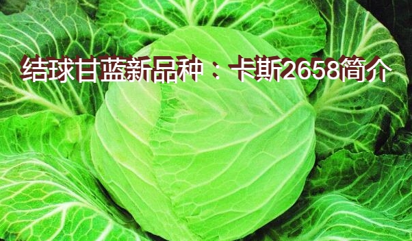 结球甘蓝新品种：卡斯2658简介