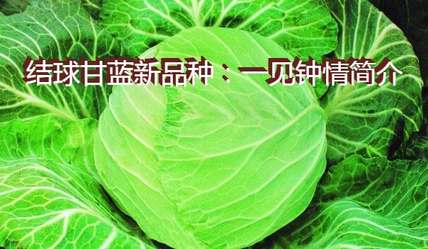 结球甘蓝新品种：一见钟情简介