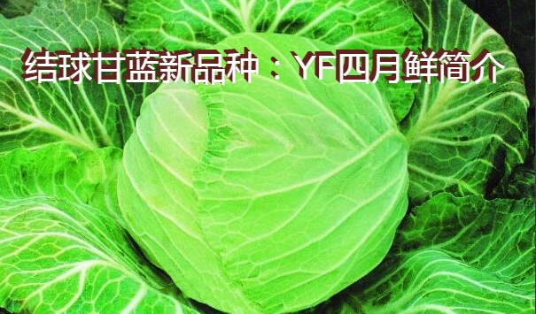结球甘蓝新品种：YF四月鲜简介