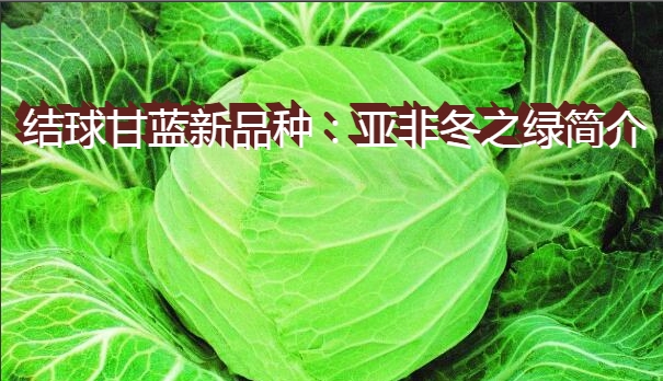 结球甘蓝新品种：亚非冬之绿简介