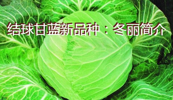 结球甘蓝新品种：冬丽简介