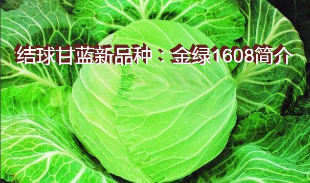 结球甘蓝新品种：金绿1608简介