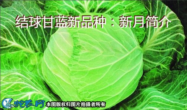 结球甘蓝新品种：新月简介